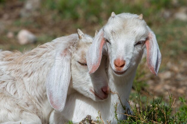 Foto close-up di capre che si riposano sul campo