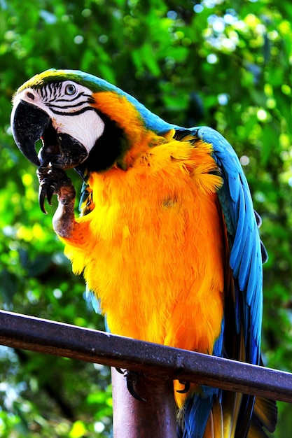 Close-up of gold and blue macaw on railing