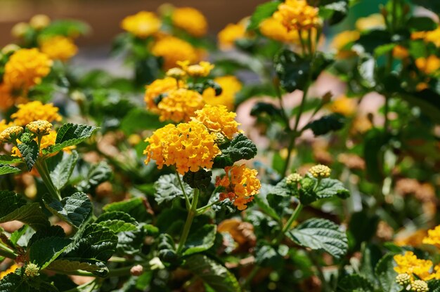 Close up of golden basket or Gold Alyssum flowers Aurinia saxatilis