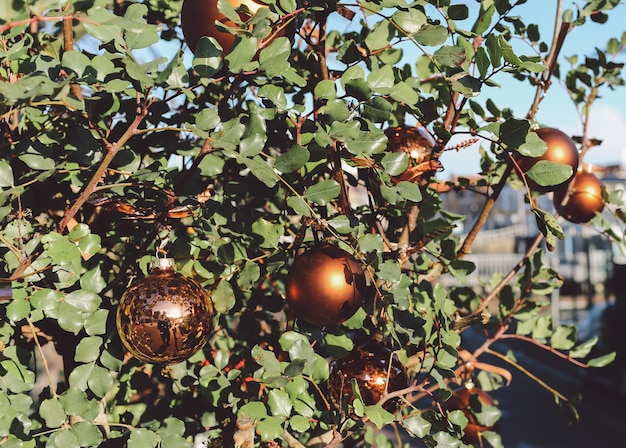 Photo close-up of golden baubles on plant