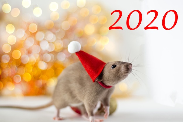 Close-up of golden brown cute little rat in a New Year's hat on luminous yellow blur and Christmas ball with the inscription 2020