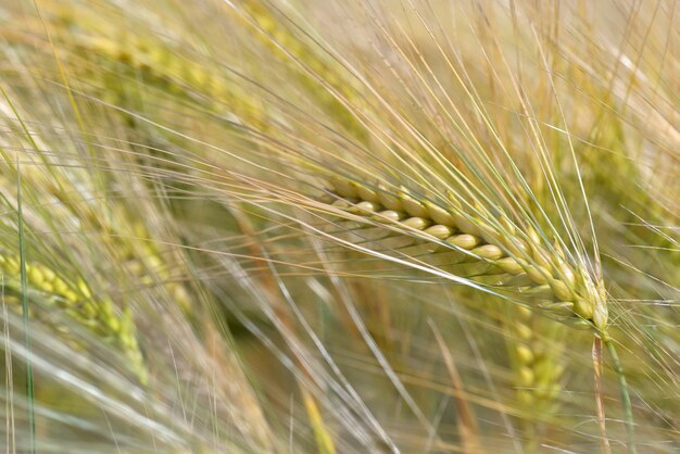 Close up golden cereal growing in a field