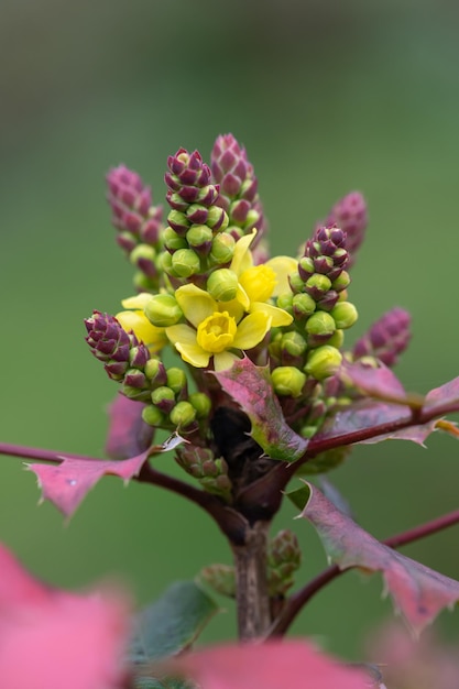 Foto prossimo piano dei fiori di ribes dorati in fiore