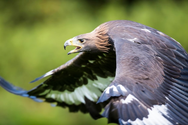 Photo close-up of golden eagle flying