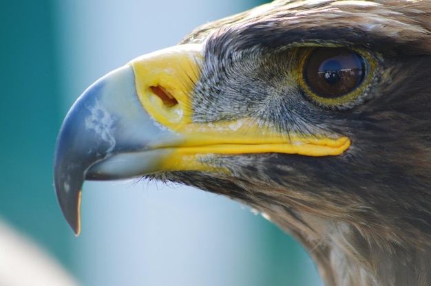 Photo close-up of golden eagle outdoors