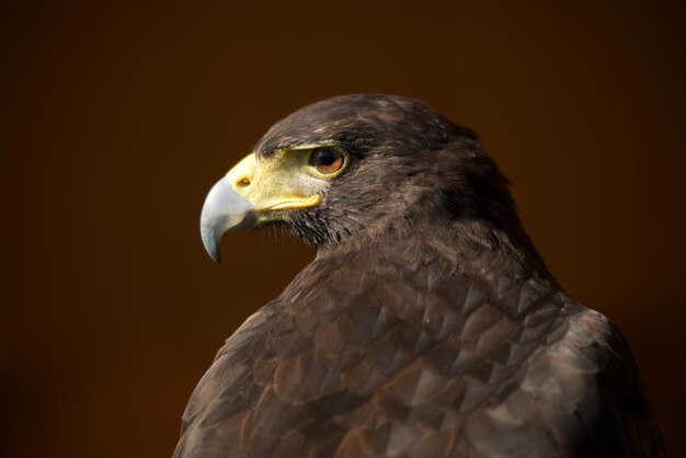 Photo close-up of golden eagle