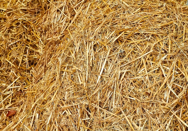 Крупным планом золотого сена, показывающего структуру соломы
