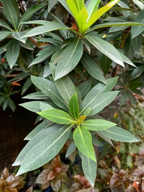 黄金のペンダ植物のクローズ アップ