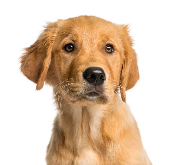 Close-up of a Golden Retreiver puppy in front of a white wall