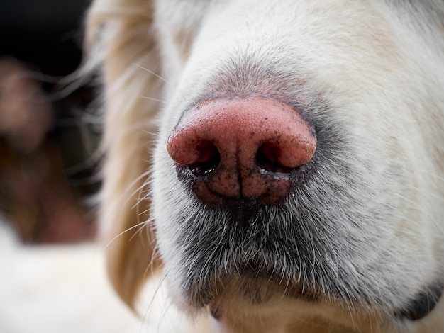 ゴールデンレトリバーの犬の鼻のクローズアップ