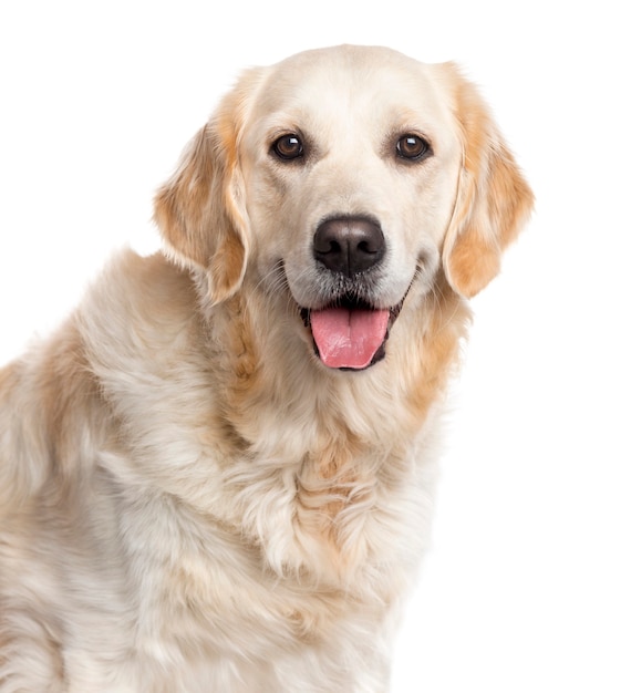 Close up of a Golden Retriever looking at the camera and sticking the tongue out isolated on white