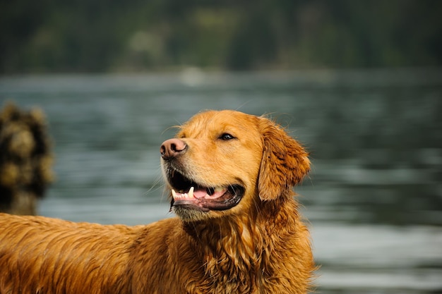 Photo close-up of golden retriever in water