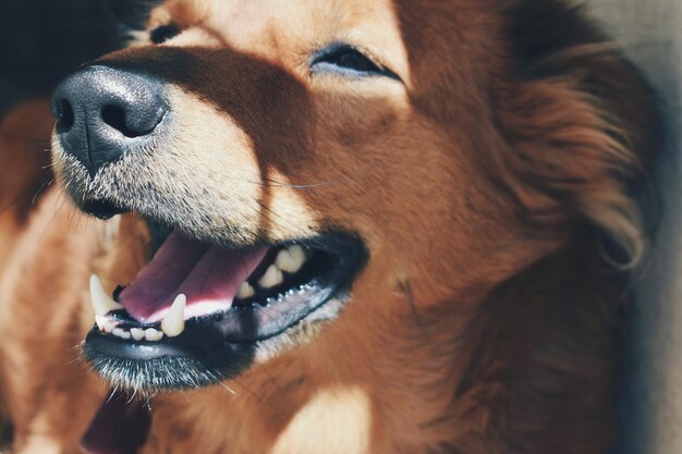 Photo close-up of golden retriever