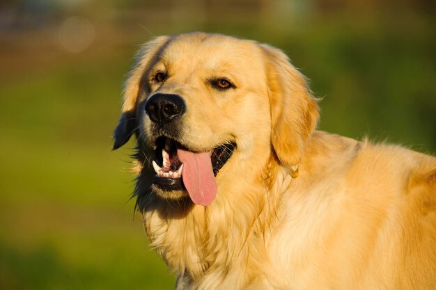 Foto prossimo piano del golden retriever