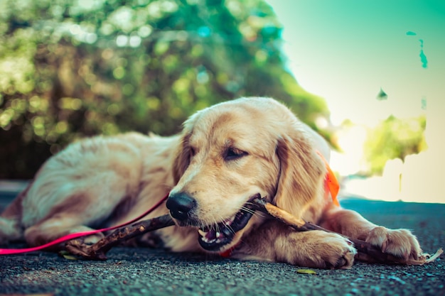 Photo close-up of golden retriever