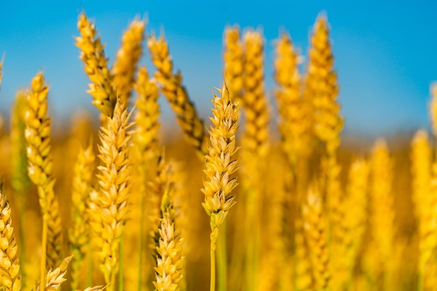 Close up of golden ripe wheat Field of growth cereal seed