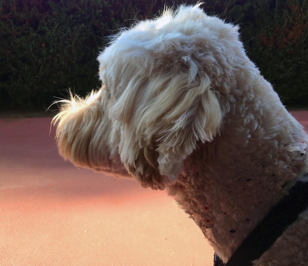 Foto close-up del cane goldendoodle