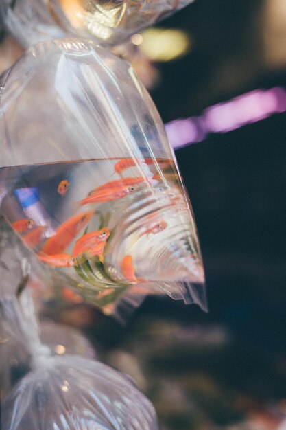 Foto prossimo piano di pesci dorati in sacchetti di plastica