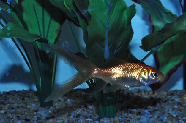 Foto prossimo piano di un pesce rosso che nuota in mare