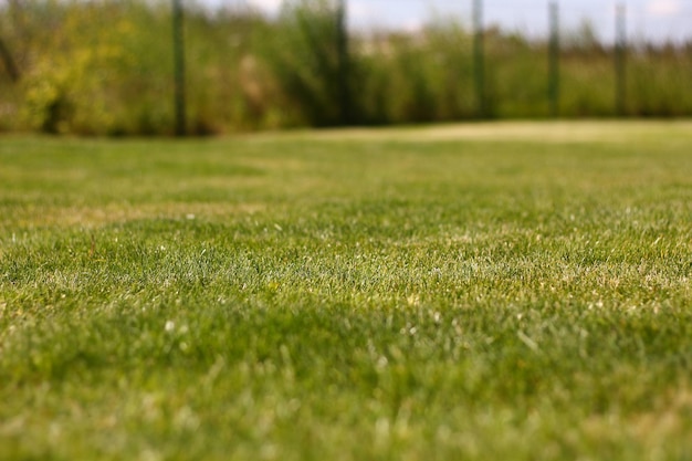 Photo close-up of golf course on field