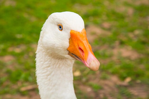 Photo close-up of goose on field