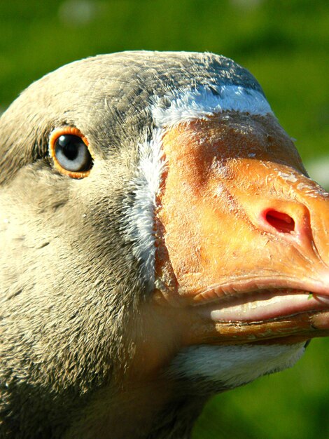 Photo close-up of goose on sunny day