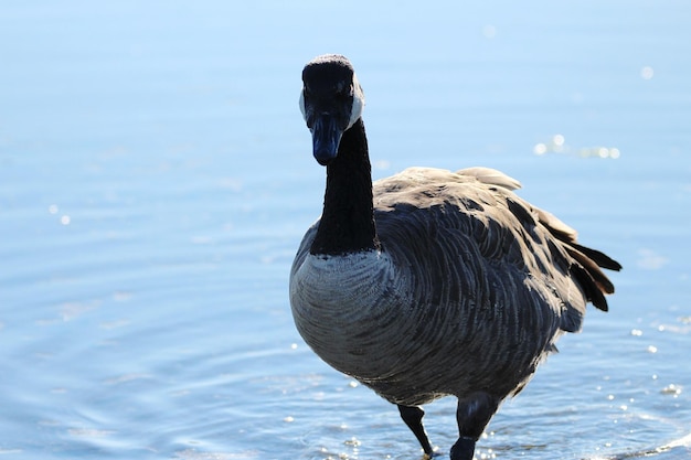 Close-up of a goose swimming in lake