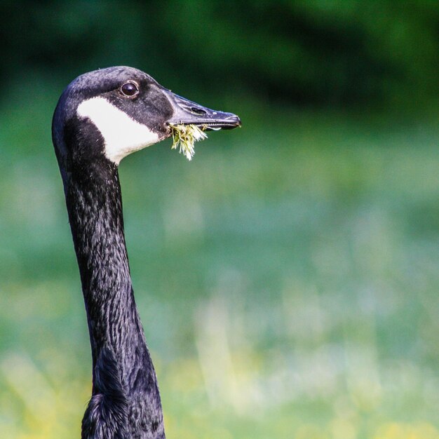 Photo close-up of a goose