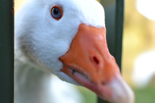 Photo close-up of goose