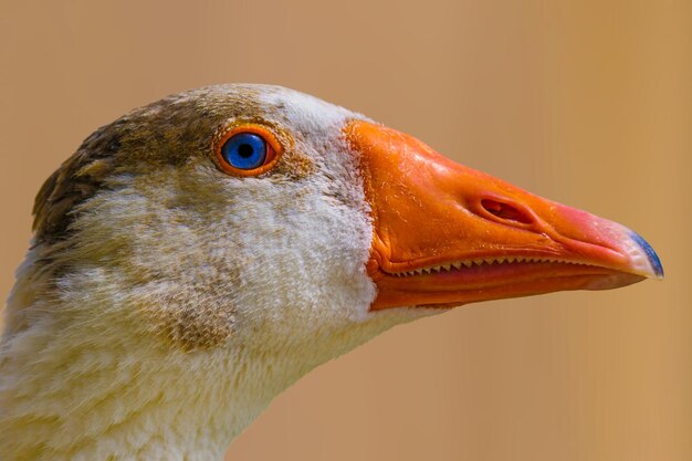 Photo close-up of a goose