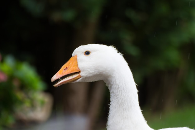 Close-up of goose
