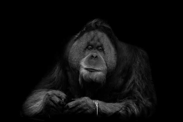 Foto close-up di un gorilla su uno sfondo nero