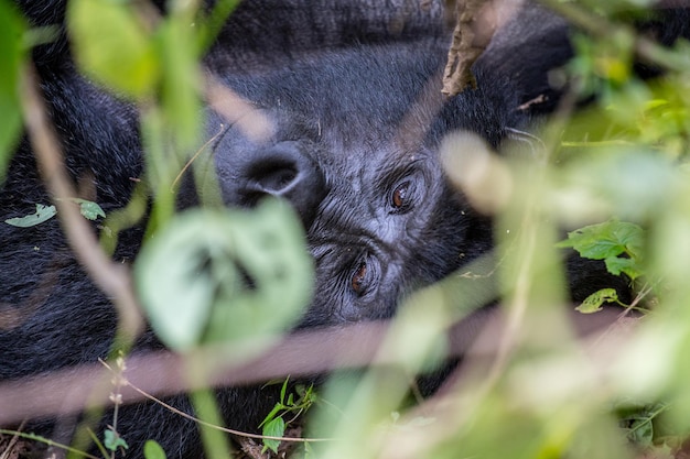 Photo close-up of gorilla amidst plants