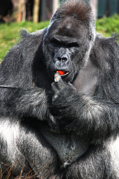 Foto prossimo piano di un gorilla che mangia frutta