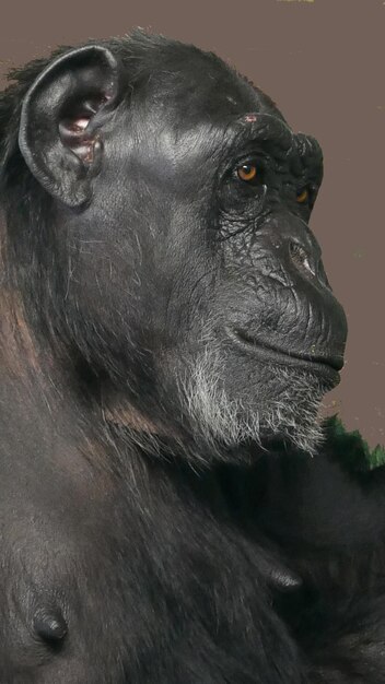 Photo close-up of gorilla looking away