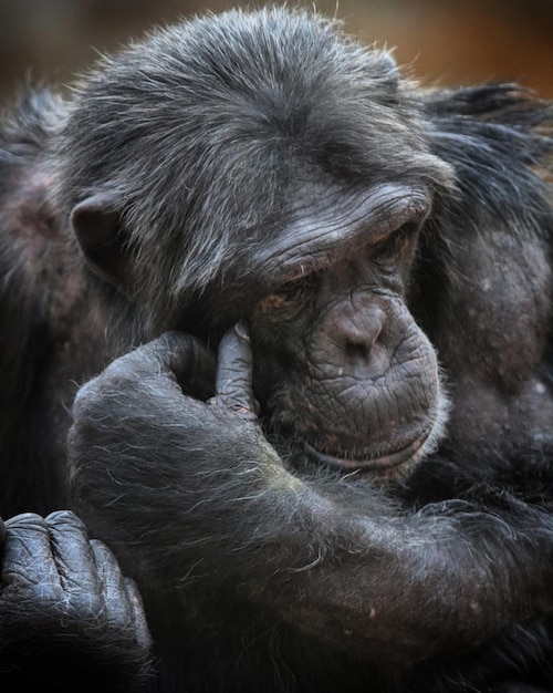 Close-up of gorilla in zoo