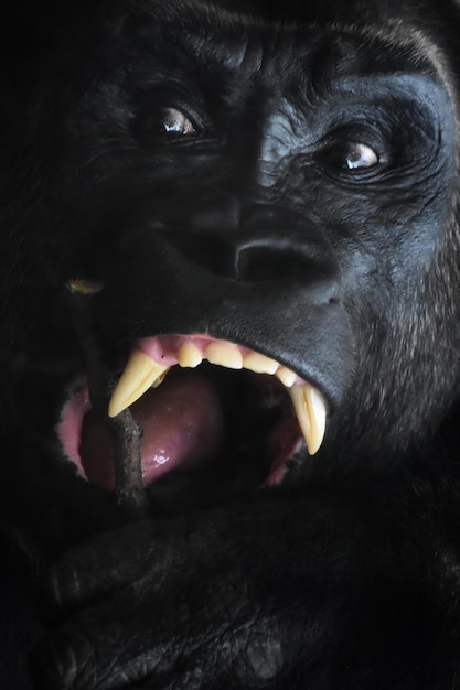 Foto un primo piano del gorilla