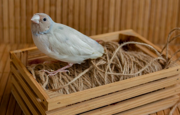 Close-up of a gouldian finches perching on wood in the cage