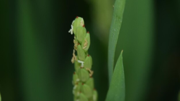 Close-up of grains on plant