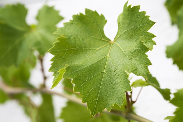 Close-up of grape leaves with tendril on white wall