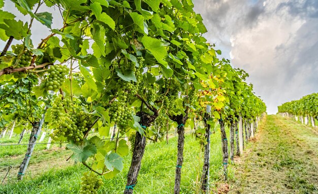 Близкий взгляд на виноградные ряды на винограднике в южной Штирии