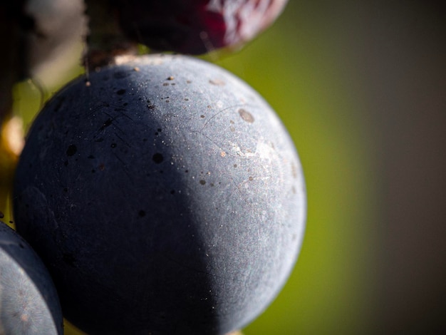 Foto prossimo piano di un'uva