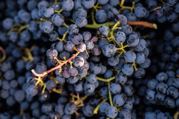 Photo close-up of grapes growing on plant