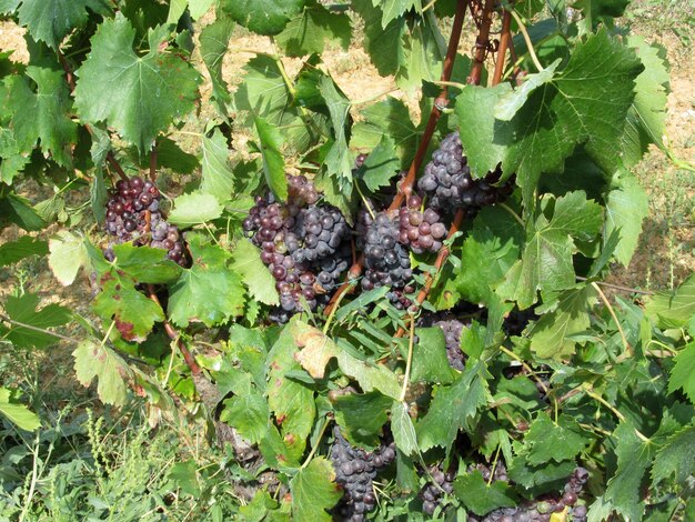 Close-up of grapes growing on plant