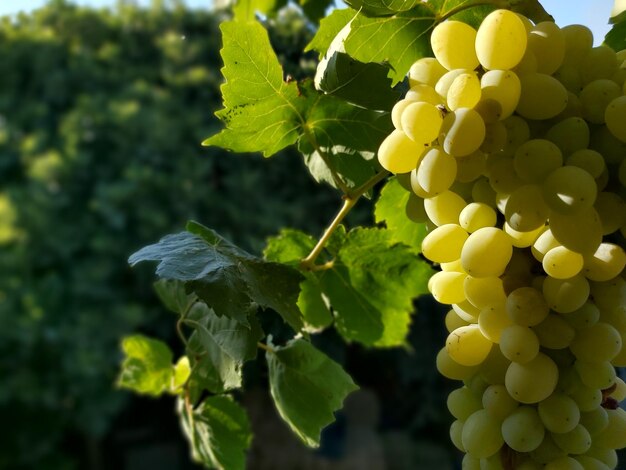 Close-up of grapes growing on plant