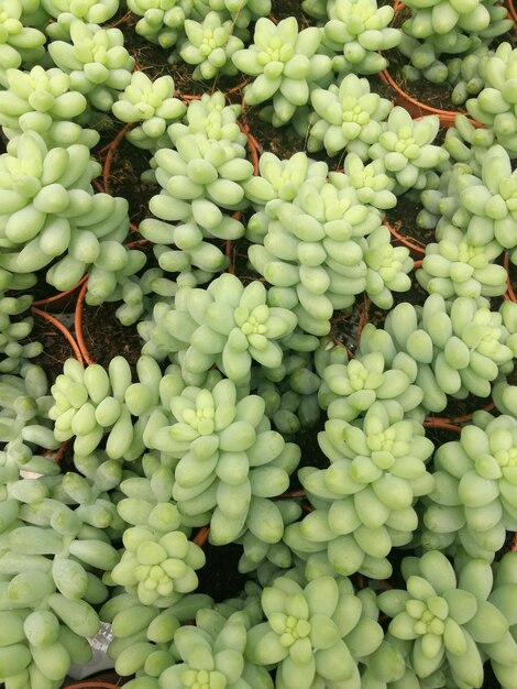 Close-up of grapes growing on plant