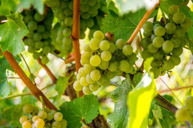 Close-up of grapes growing on plant