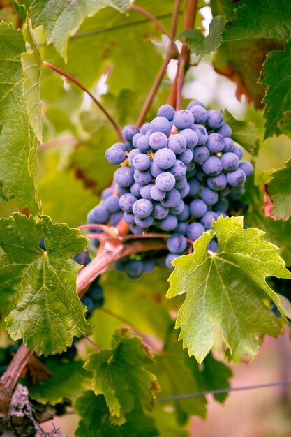 Photo close-up of grapes growing on tree