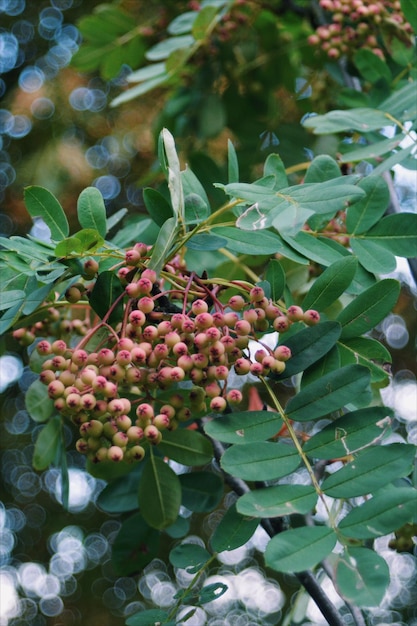 Photo close-up of grapes growing on tree