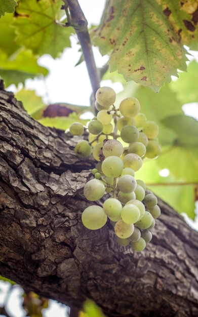 Close-up of grapes growing on tree